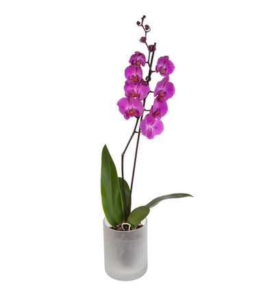 Lilla orkidé